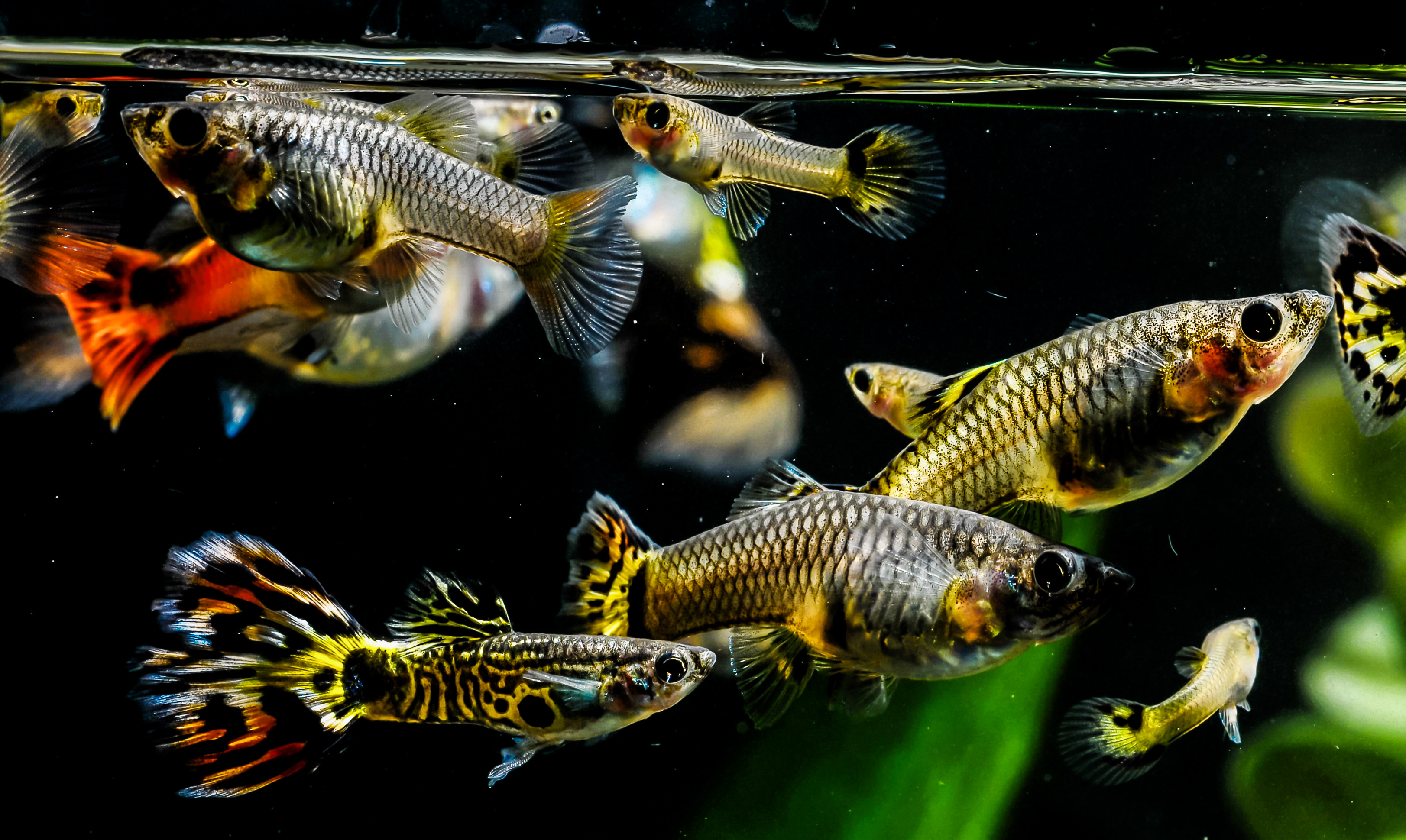 Guppy Multi Colored Fish